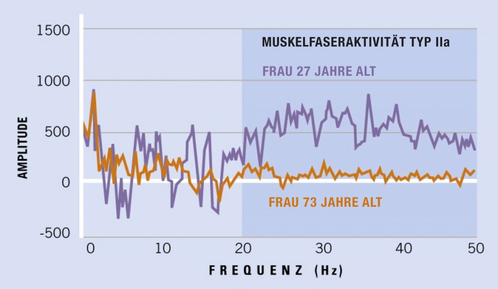 Muskelaufbau